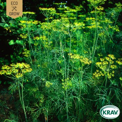 Dill, Mammoth Long Island, Ekologisk