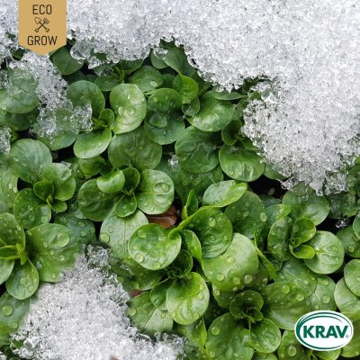 Sallat, Vinter-, Vit, Ekologisk