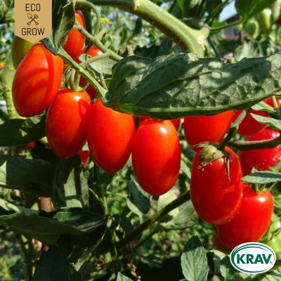 Plommontomat Roma, Ekologisk