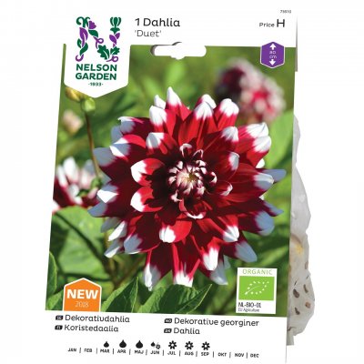 Dahlia Dekorativ Duet, Ekologisk, Röd/Vit