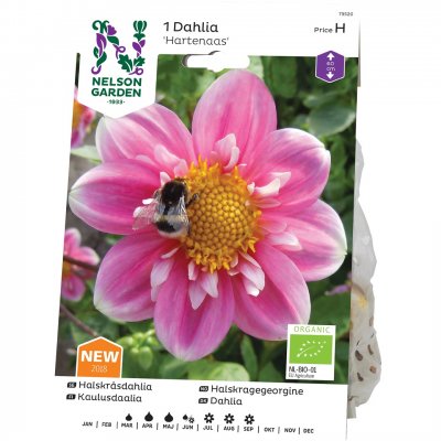 Dahlia Halskrås Hartenaas, Ekologisk, Rosa