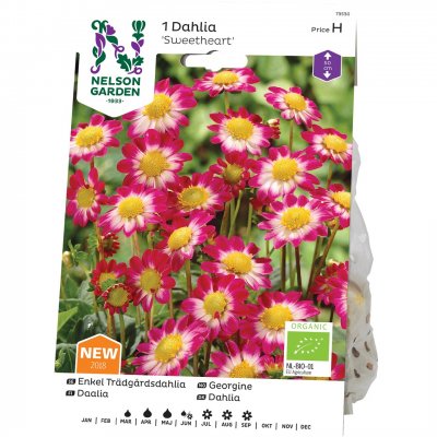 Dahlia Dekorativ Sweetheart, Ekologisk, Cerise