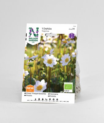 Dahlia Låg Enkel Topmix