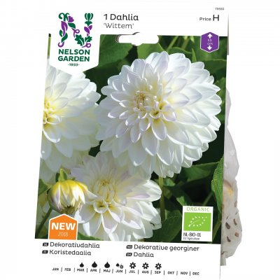 Dahlia Dekorativ Wittem, Ekologisk, Vit