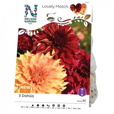 Lovely Match Dahlia Burning Sunset