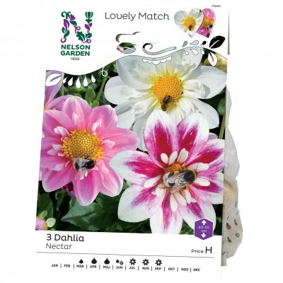 Lovely Match Dahlia Nectar
