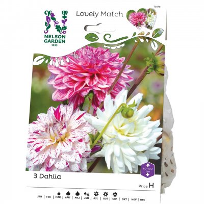 Lovely Match Dahlia Pink Diamonds