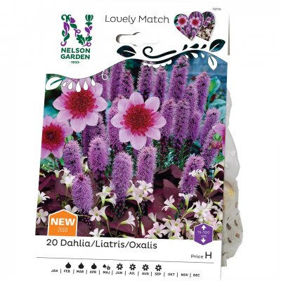 Lovely Match Purple Mix