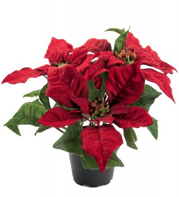 Julstjärna Röd 23cm