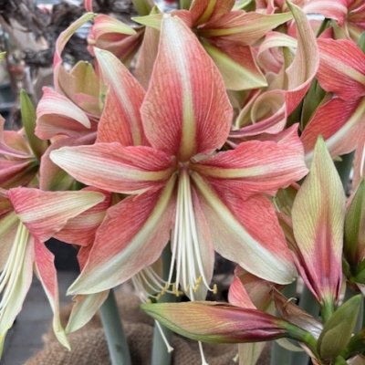 Hippeastrum Dance Valley ®