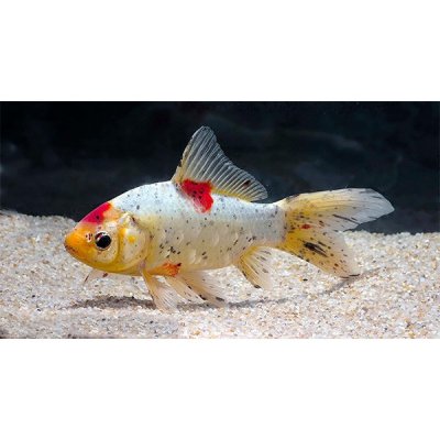 Guldfisk Sarasa 8-11cm