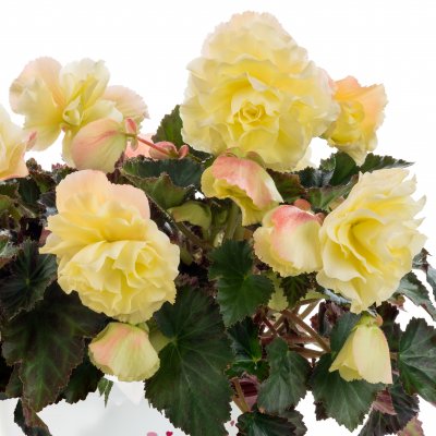 Begonia Fragrant Falls ® Lemon