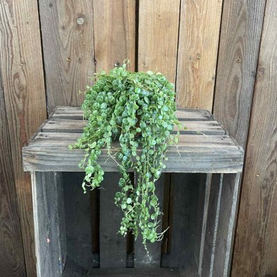 Peperomia prostrata - ören på snören