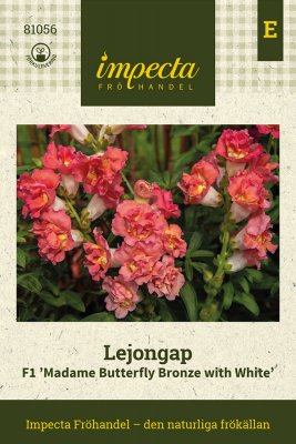 Lejongap F1 Madame Butterfly Bronze with White