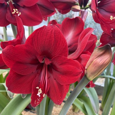 Hippeastrum Red Dream ®