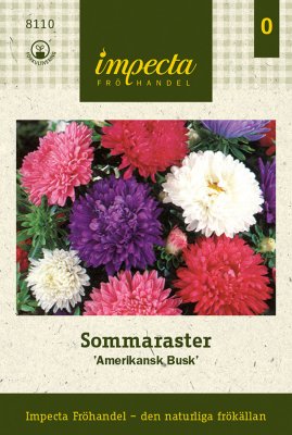 Aster, Sommar-, 'Amerikansk Busk'
