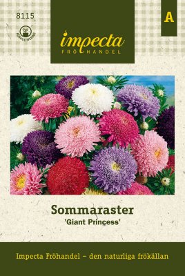 Aster, Sommar-, 'Giant Princess'