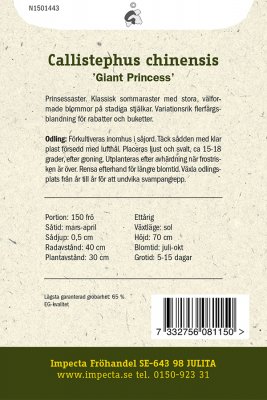 Aster, Sommar-, 'Giant Princess'