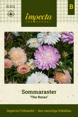 Aster, Sommar-, The Roses