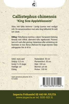 Aster, Sommar-, King Size Appleblossom