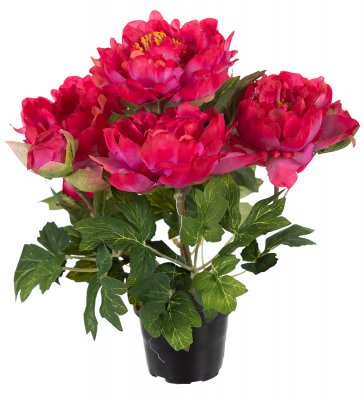 Pion Kruka Cerise 35cm, Kosntgjord