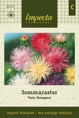 Aster, Sommar-, Fairy Romance