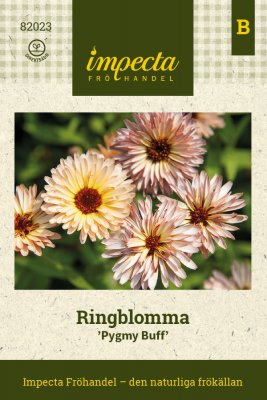 Ringblomma, Pygmy Buff