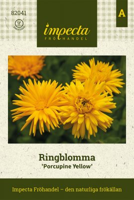 Ringblomma 'Porcupine Yellow'