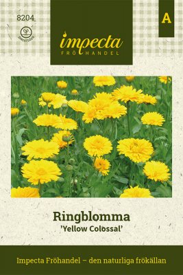 Ringblomma, Yellow Colossal