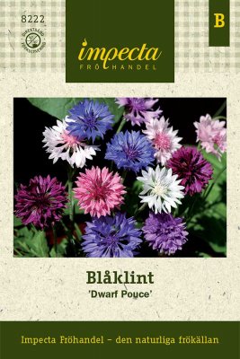 Blåklint 'Dwarf Pouce'