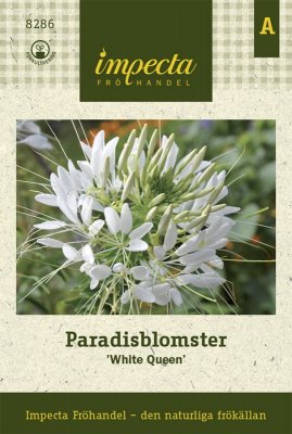 Paradisblomster 'White Queen'