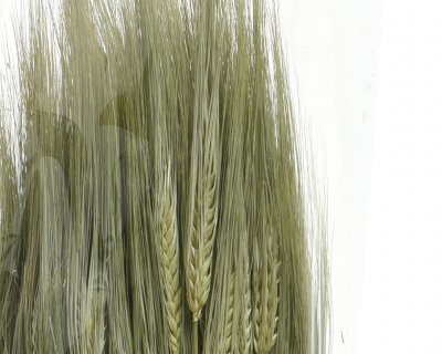Torkade Sädesslag 75cm