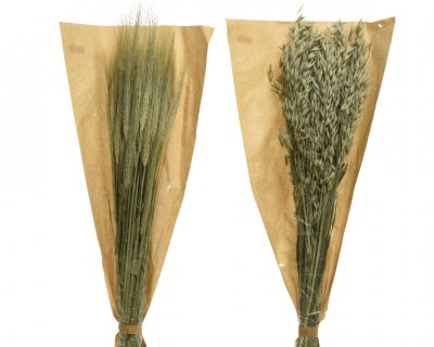 Torkade Sädesslag 75cm