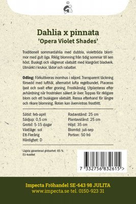 Dahlia, Sommar-, Opera Violet Shades