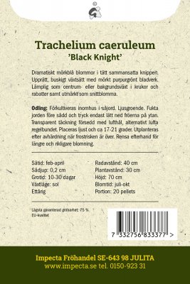 Sommarhalsört Black Knight