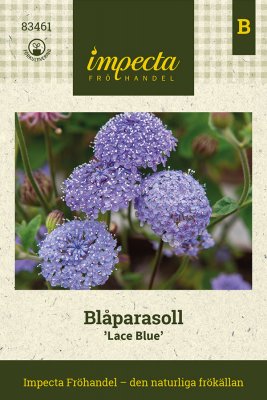 Blåparasoll, Lace Blue