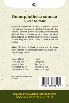 Solvisare 'Queen Salmon'
