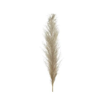 Pampas plym 55cm