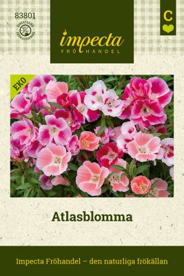 Atlasblomma, Ekologisk