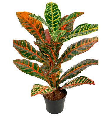 Croton Grön 40cm