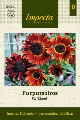 Solros, Purpur-, 'F1 Claret'