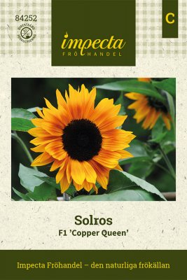 Solros F1 'Copper Queen'