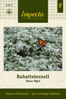 Rabatteternell Silver Mist