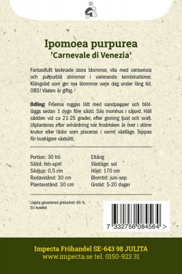 Purpurvinda, Carnevale di Venezia