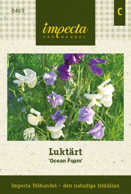 Luktärt 'Ocean Foam'