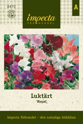 Luktärt, Royal