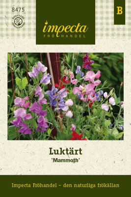 Luktärt 'Mammoth'