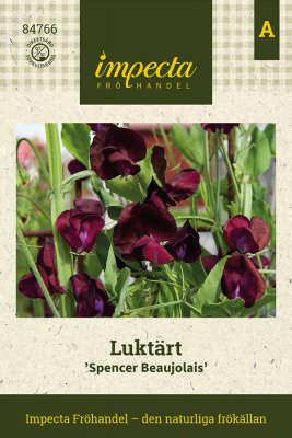 Luktärt Spencer Beaujolais