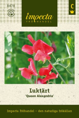 Luktärt 'Queen Alexandria'