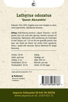 Luktärt 'Queen Alexandria'